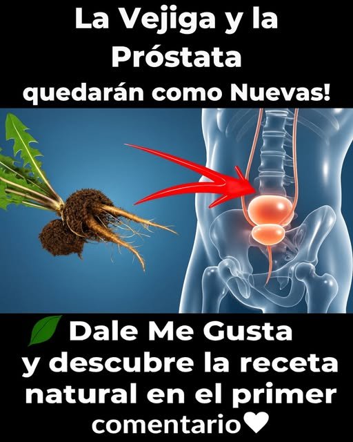 Sistema Urinario