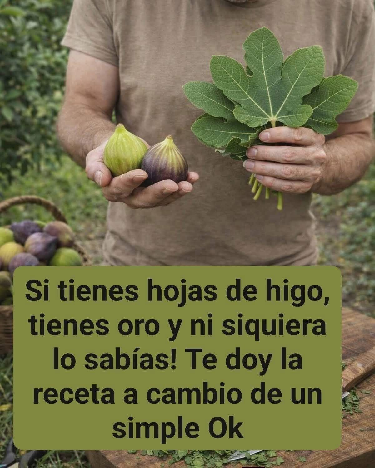 Hojas de Higuera