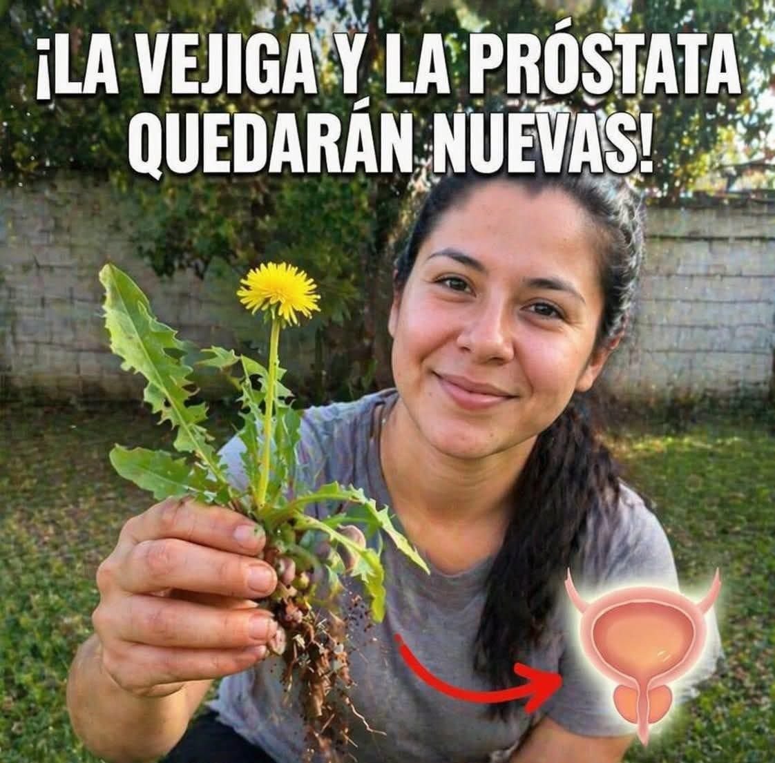 Beneficios del Diente de León para la Vejiga y la Próstata