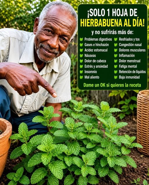 Hombre señalando una planta de hierbabuena
