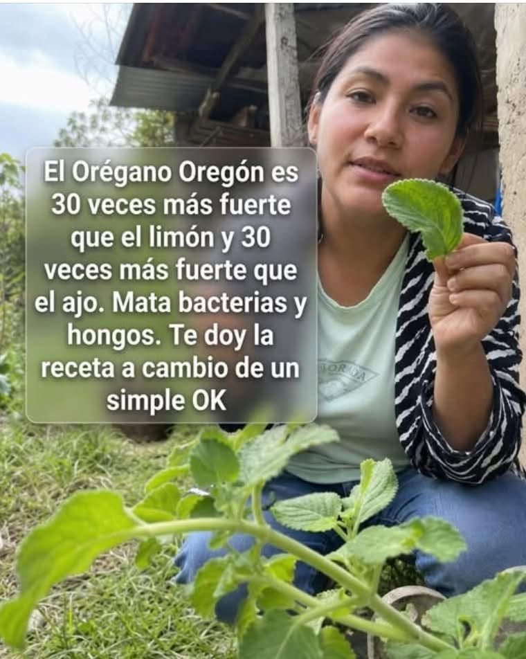 Orégano Orejón