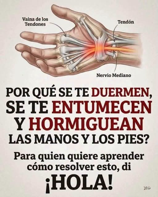 Ilustración anatómica de una mano