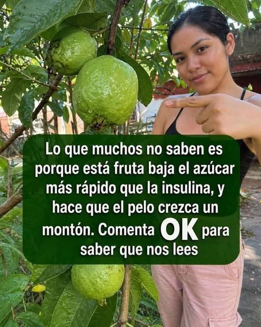 Guayabas en un árbol