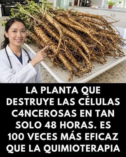 Raíz de diente de león
