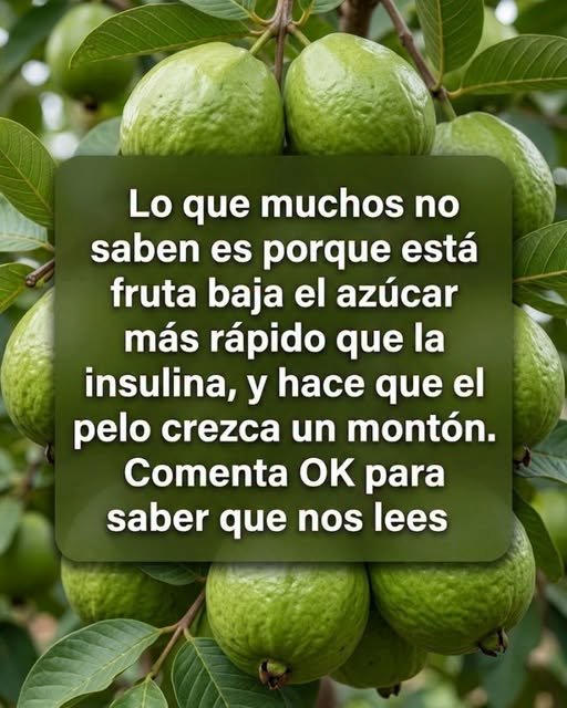 Guayabas en un árbol