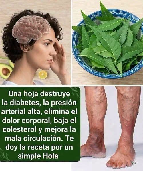 Beneficios de la Moringa